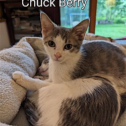 Thumbnail photo of Chuck Berry #2