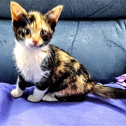 Photo of C255 litter Melody (Pending Adoption)