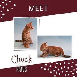 Thumbnail photo of Chuck #1