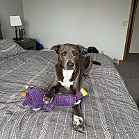 adopt a pet