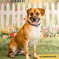 adopt a pet