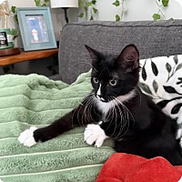 adopt a pet