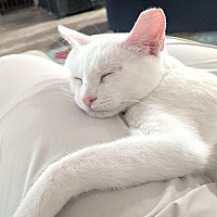 adopt-pet