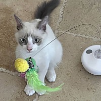 adopt a pet