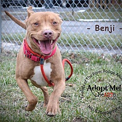 Thumbnail photo of Benji #2