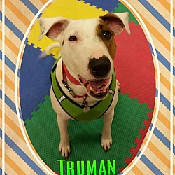 Thumbnail photo of Truman (& Annie) #1