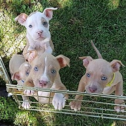Thumbnail photo of Puppies #1