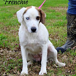 Thumbnail photo of Frenchie~meet me! #3