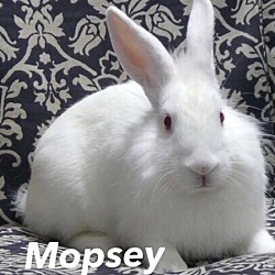 Photo of Mopsey