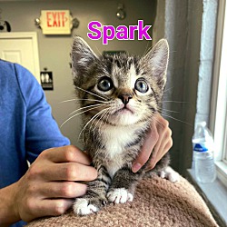 Photo of Spark