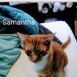 Photo of Samantha- single cat home
