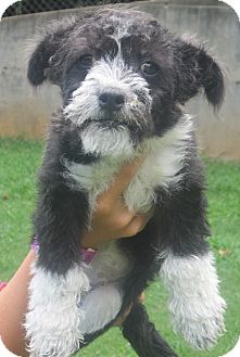 boston terrier cross poodle