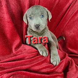 Photo of Tara
