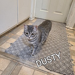 Thumbnail photo of DUSTY #1
