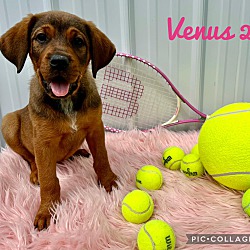 Thumbnail photo of Venus 2 #1