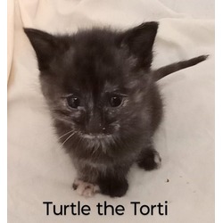 Photo of Turtle the Tortie
