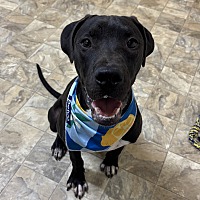 adopt a pet