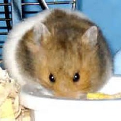 Thumbnail photo of Hamsters :-) #4