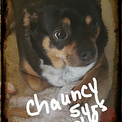 Thumbnail photo of Chauncy #1
