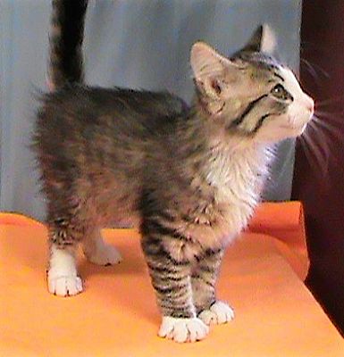 Maynardville Tn Maine Coon Meet Moose A Pet For Adoption