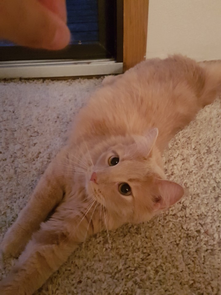 Adopt Charlie A Tan Or Fawn American Curl Mixed Cat In East Grand