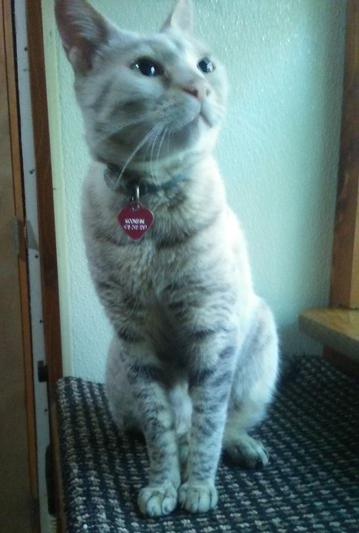 Witter Ar Ocicat Meet Moonshine Cheetoh Breed A Pet For