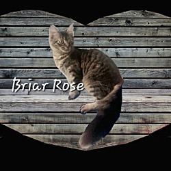 Photo of Briar Rose #sleeping-beauty