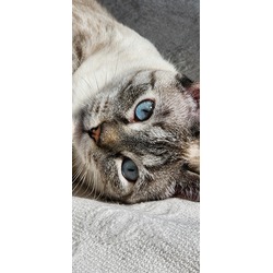 Photo of Eartha Kitten