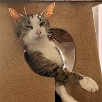 adopt a pet