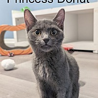 adopt a pet