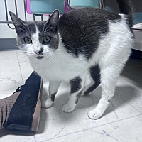 adopt a pet
