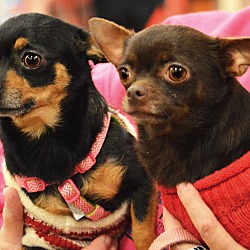Thumbnail photo of Cookie Crumbs & Minnie Mae #3