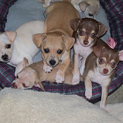 Thumbnail photo of Puppies #4