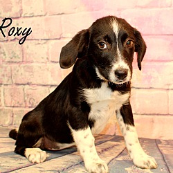 Thumbnail photo of Roxy~adopted! #3