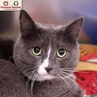 Available Pets At Humane Society For Greater Nashua In Nashua New Hampshire