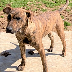 Photo of Rosie
