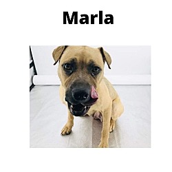 Thumbnail photo of Marla #4