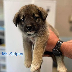 Photo of Mr. Stripey