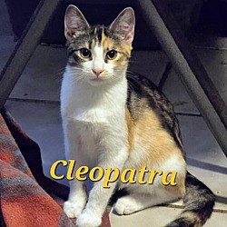 Thumbnail photo of Cleopatra #1