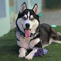 adopt a pet