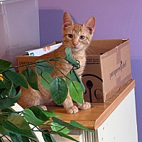 adopt a pet