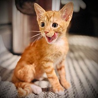 adopt a pet