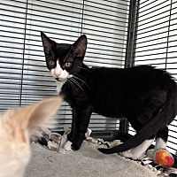 adopt a pet