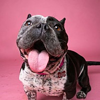 adopt a pet