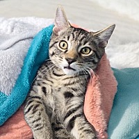 adopt a pet