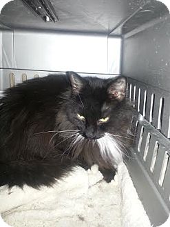 Madison Wi Domestic Longhair Meet Bebe A Pet For Adoption