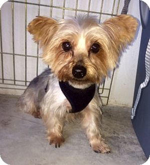 Naples, FL - Yorkie, Yorkshire Terrier. Meet Goldie a Pet for Adoption.