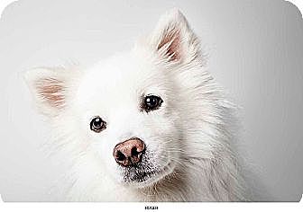 american eskimo dog rescue illinois new york ny american eskimo dog mix meet roger a dog for adoption american eskimo dog rescue illinois new york ny american eskimo dog mix meet roger a dog for adoption