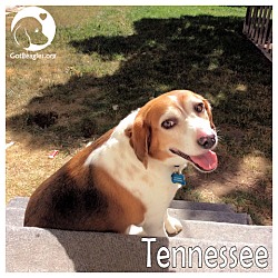 Thumbnail photo of Tennessee #1
