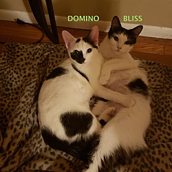 Thumbnail photo of Domino-adopted 3-30-19 #2